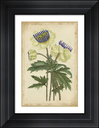 Framed Curtis Blooms in White III Print