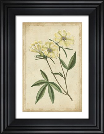 Framed Curtis Blooms in White IV Print
