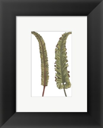Framed Vintage Leaf I Print