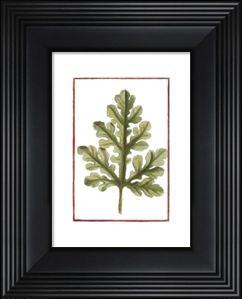 Framed Vintage Leaf II Print