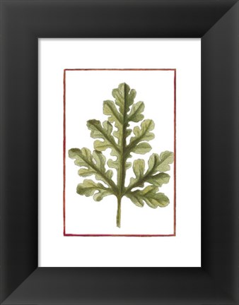 Framed Vintage Leaf II Print