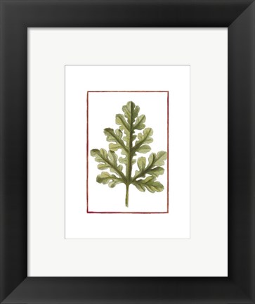 Framed Vintage Leaf II Print