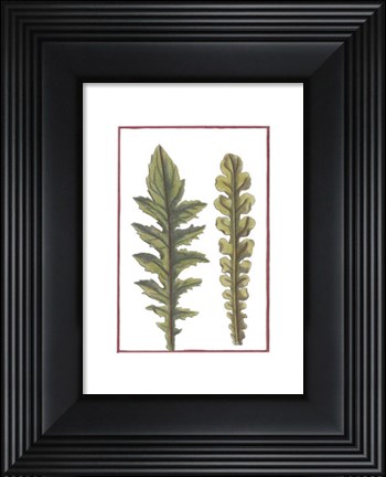 Framed Vintage Leaf III Print