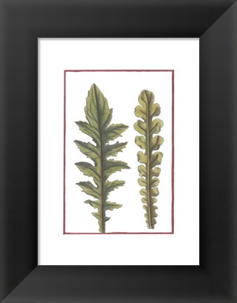 Framed Vintage Leaf III Print