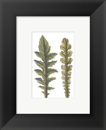 Framed Vintage Leaf III Print