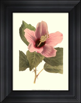 Framed Hibiscus I Print