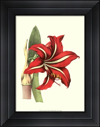 Framed Amaryllis I Print