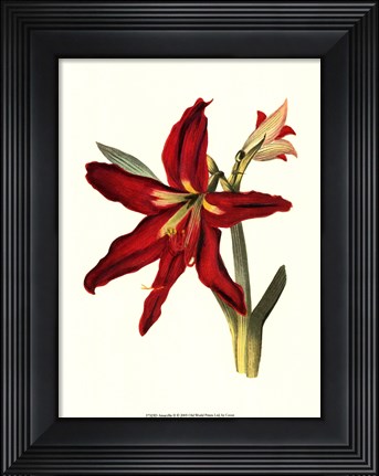 Framed Amaryllis II Print