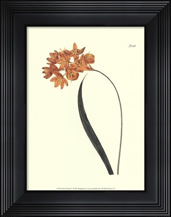 Framed Fiery Florals IV Print