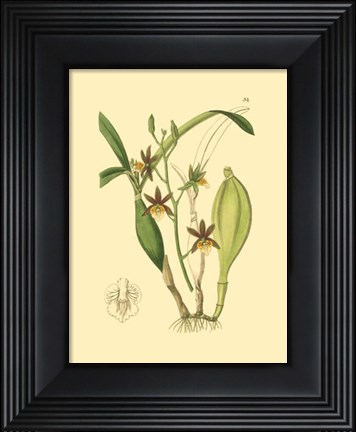 Framed Orchids I Print