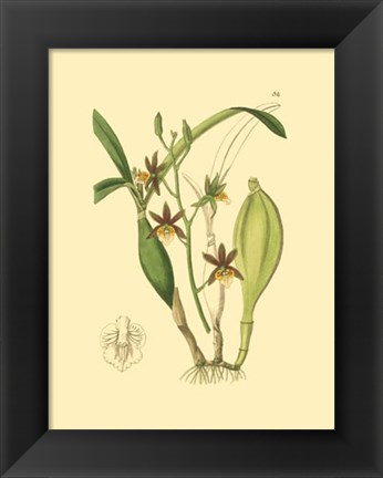 Framed Orchids I Print