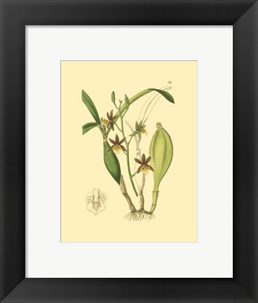 Framed Orchids I Print