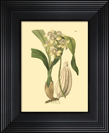 Framed Orchids II Print