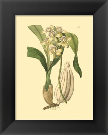 Framed Orchids II Print