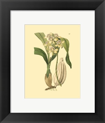 Framed Orchids II Print