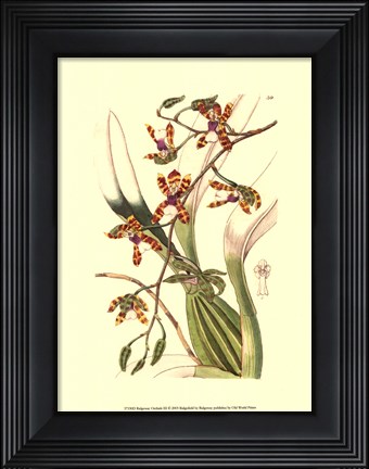 Framed Orchids III Print