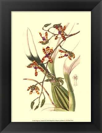 Framed Orchids III Print