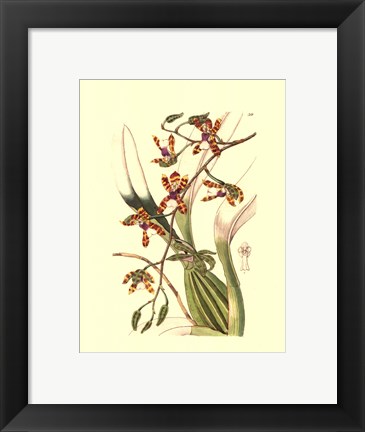 Framed Orchids III Print