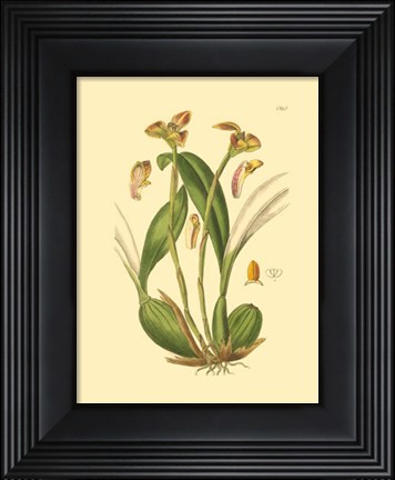 Framed Orchids IV Print