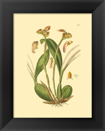 Framed Orchids IV Print