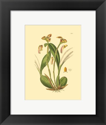 Framed Orchids IV Print