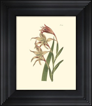 Framed Floral I Print