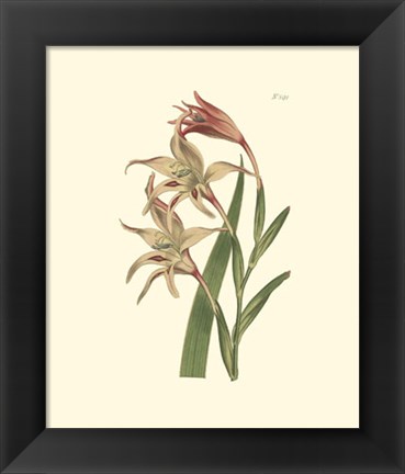 Framed Floral I Print