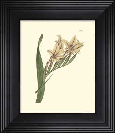 Framed Floral II Print