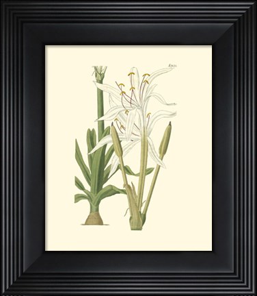 Framed Floral IV Print