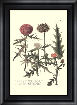 Framed Weinmann, Pl. 315 Print