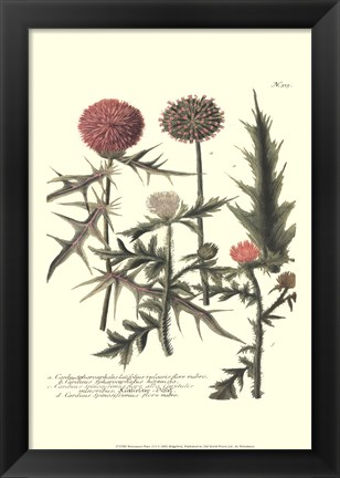 Framed Weinmann, Pl. 315 Print