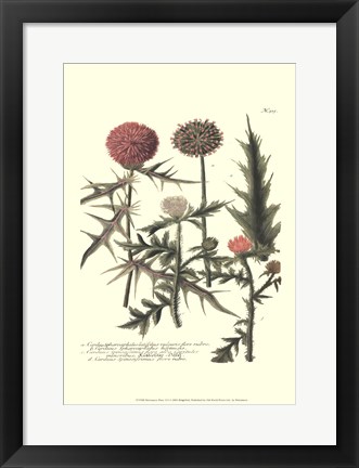 Framed Weinmann, Pl. 315 Print