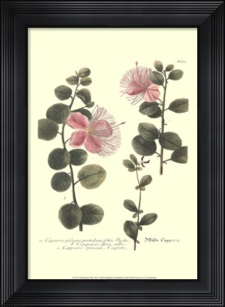 Framed Weinmann, Pl. 303 Print