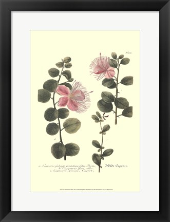 Framed Weinmann, Pl. 303 Print