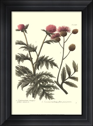 Framed Weinmann, Pl. 347 Print