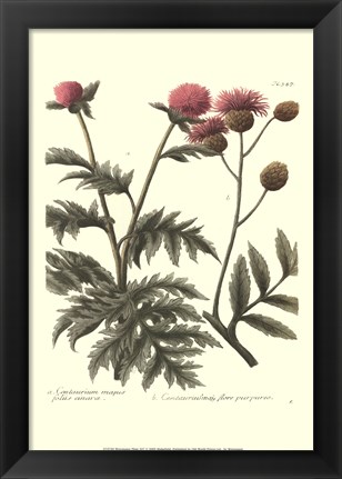 Framed Weinmann, Pl. 347 Print