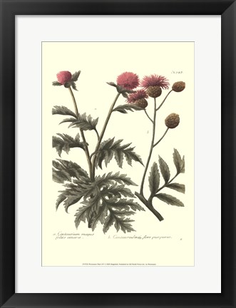 Framed Weinmann, Pl. 347 Print