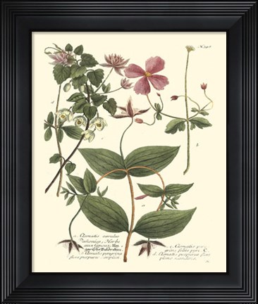Framed Weinmann, Pl. 398 Print