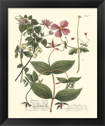Framed Weinmann, Pl. 398 Print