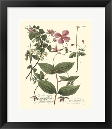 Framed Weinmann, Pl. 398 Print
