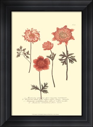 Framed Anemone I Print