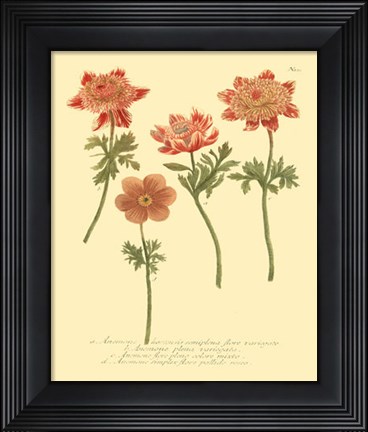 Framed Anemone II Print