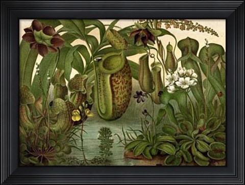 Framed Venus Fly Trap Print