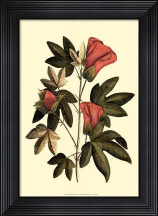 Framed Coral Beauty I Print