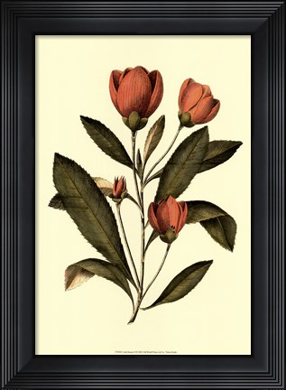 Framed Coral Beauty II Print