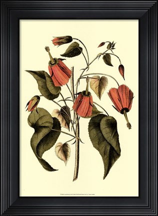 Framed Coral Beauty III Print