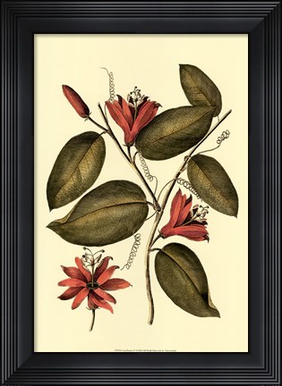 Framed Coral Beauty IV Print