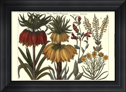 Framed Printed Arena Botanical I Print