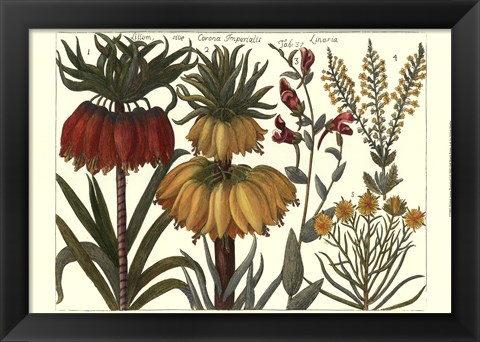 Framed Printed Arena Botanical I Print