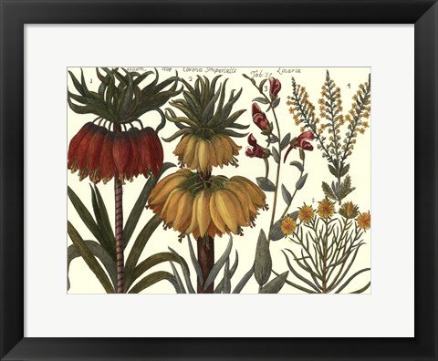 Framed Printed Arena Botanical I Print